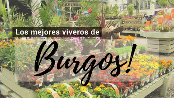 Comprar plantas online en Burgos