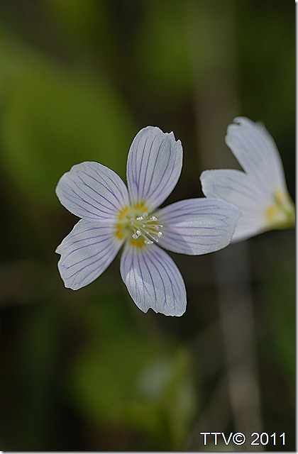 mansikka leppis 043