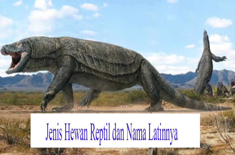 24 Jenis Hewan  Reptil  dan Nama Latinnya Hewan  Reptil 