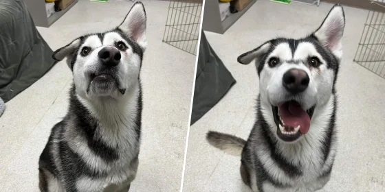 Harvey poses for photos in the shelter.Joy Ollinger / San Diego Department of Animal Services