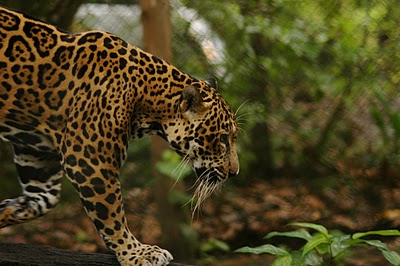 Barrier Jaguar4