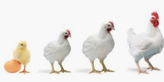 Profitable Poultry Business Plan On Feasibility Study Repor