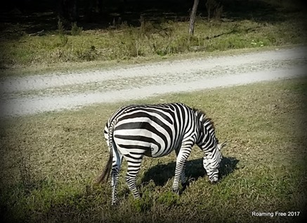 Zebra