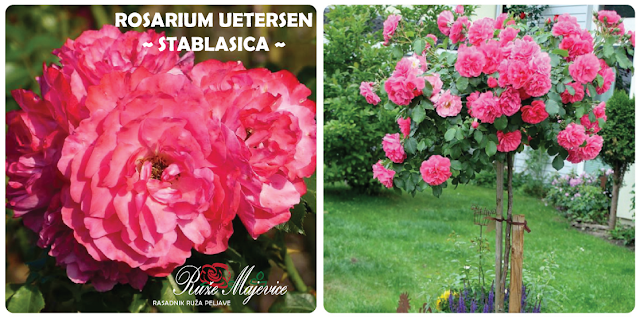 Rosarium Uetersen -roze  padajuća ruža stablašica