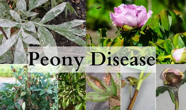 Peony-Disease-peony-problems