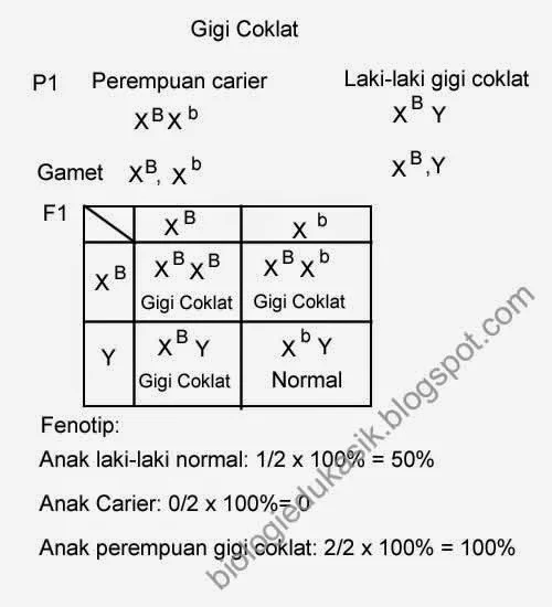 persilangan gigi coklat