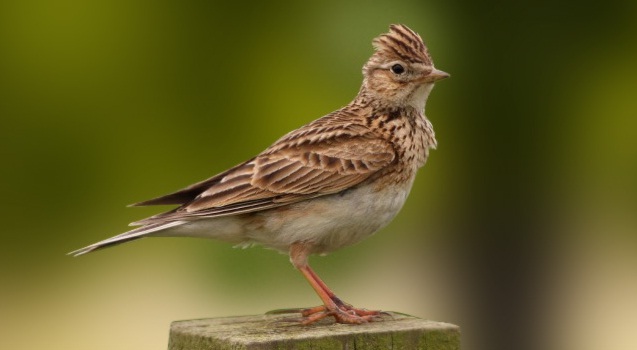 Skylarks Bird, Cocok buat masteran biar Burung Ngeroll 