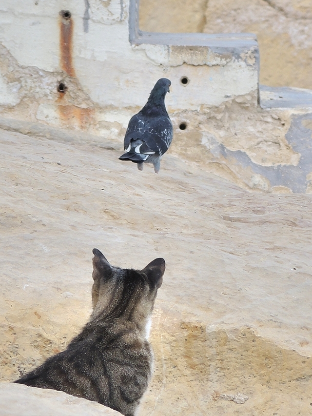 Malta: een vissersdorpje vol met katten