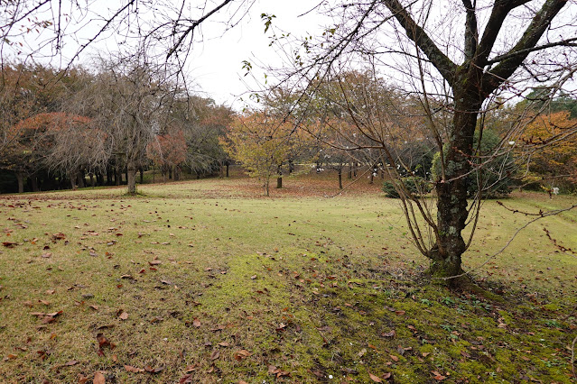 鳥取県西伯郡南部町鶴田　とっとり花回廊　桜の広場　ジュウガツザクラ（十月桜）