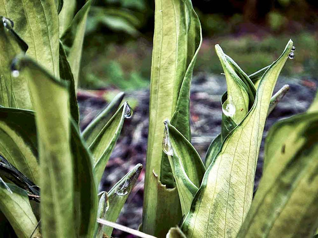 Plantain Lily Hosta garden сад tree дерево plant цветок flower растение grow выращивание vegetable огород многолетние fruit seeds grass семена berry growing landscaping трава planting gardening perennial посадка cultivation shrub фрукт ягода куст озеленение многолетник овощеводство cадоводство