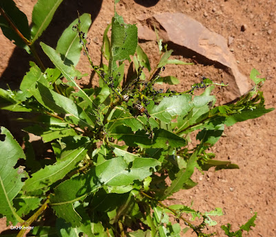 beetle eating leaves