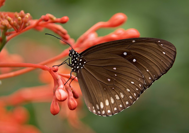 black-and-white-butterfly-on-red-flower