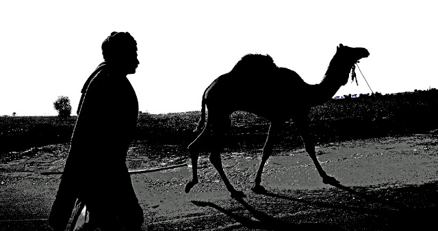 man with camel silhouette gray tones