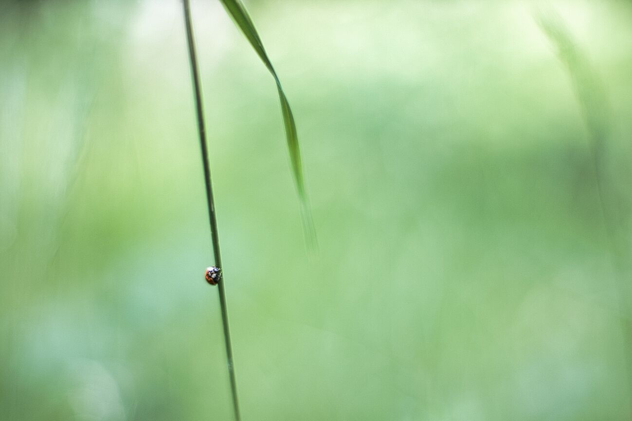 Marienkäfer …