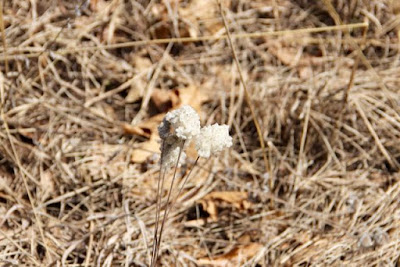 thimbleweed on Wild River State Park prairie