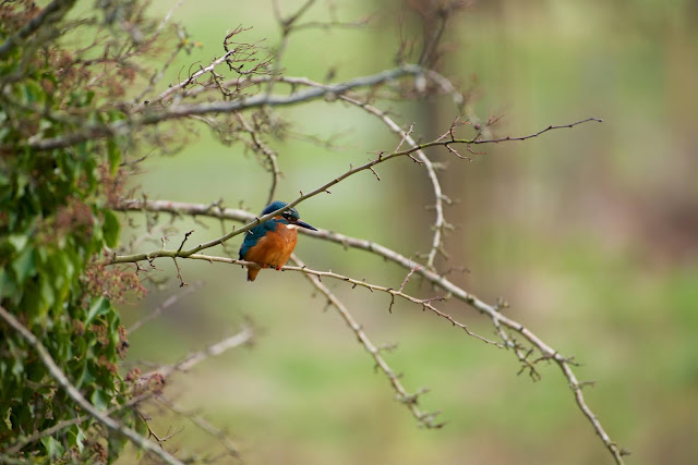 Common Kingfisher छोटा किलकिला, राम चिरैया, शरीफन, निता मछराला  (Alcedo atthis)