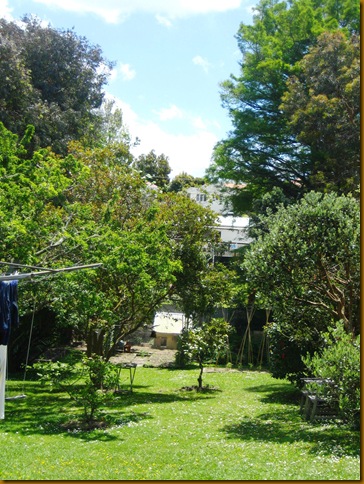 MIDDLE TREE GONE! GARDEN BATHED IN SUN 2