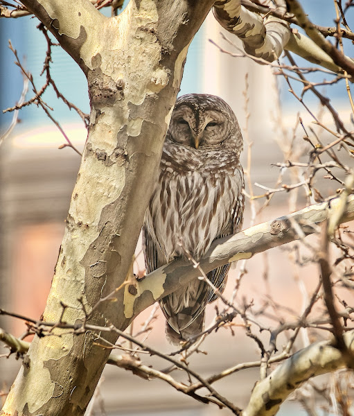 Barred owl roosting in Bryant Park