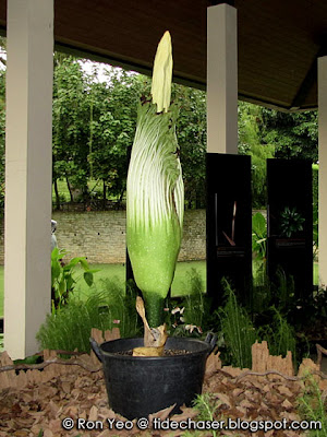 Titan Arum (Amorphophallus titanum)