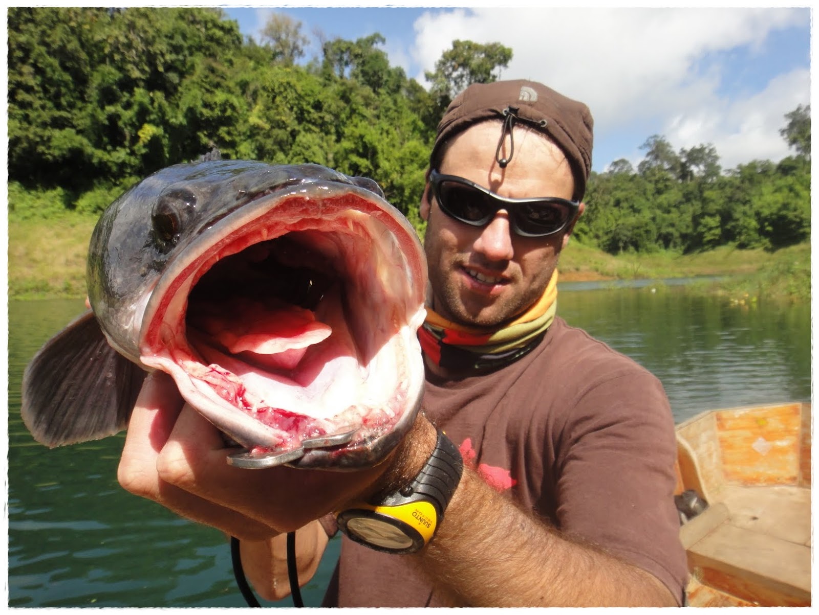  Gambar  Ikan  Toman  Dunia Binatang