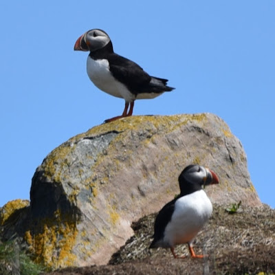 Bonavista Atlantic Puffins Newfoundland.