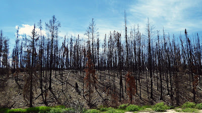 Verbrannte Wälder