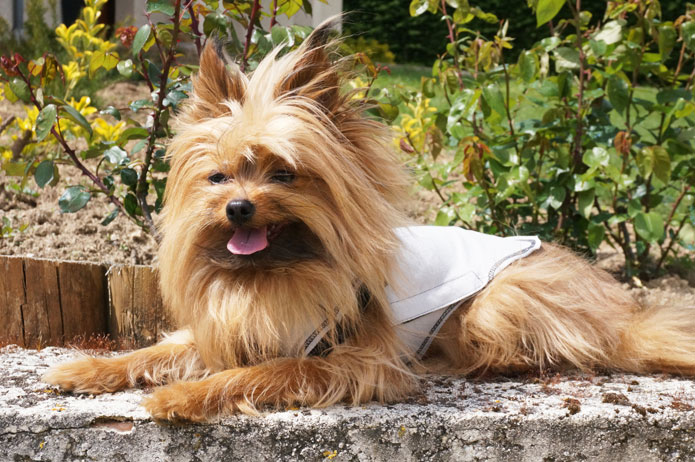 T-shirt prêt-à-porter : Isabelle Courtenay, créatrice mode pour chien