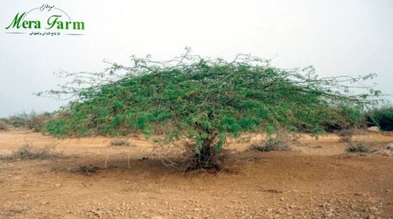فوائد شجرة الغاف في الإمارات - Prosopis cineraria
