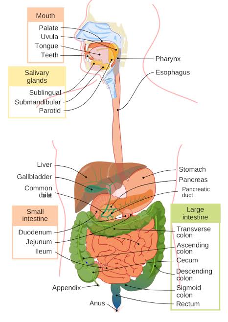 HOW TO IMPROVE OUR DIGESTIVE SYSTEM 