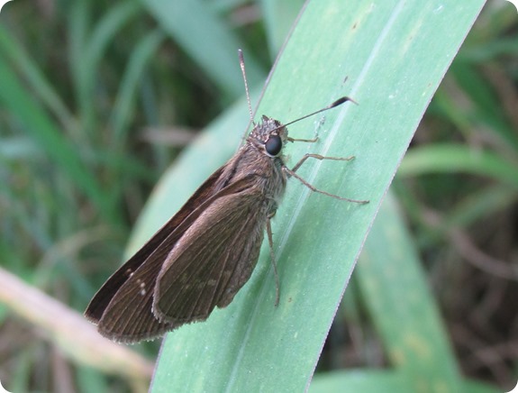 Three Spotted Skipper Cymaenes tripunctus Butterfly