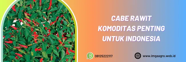 cabe rawit,komoditas,komoditi,hortikultura,pertanian,petani,lmga agro
