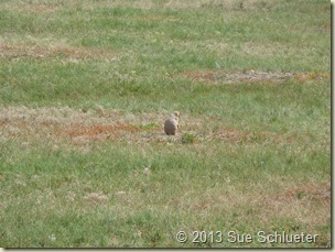 2013 Sep 06_Custer State Park SD_0495