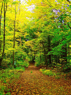 Fall Foliage on Vermont Country Road in Fall