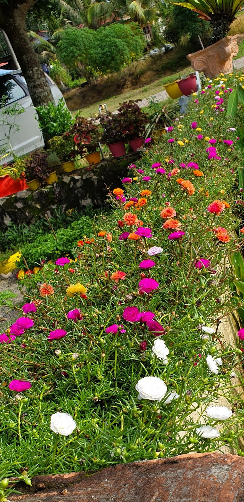 Warisan Petani Tanam  Bunga  Rose Jepun
