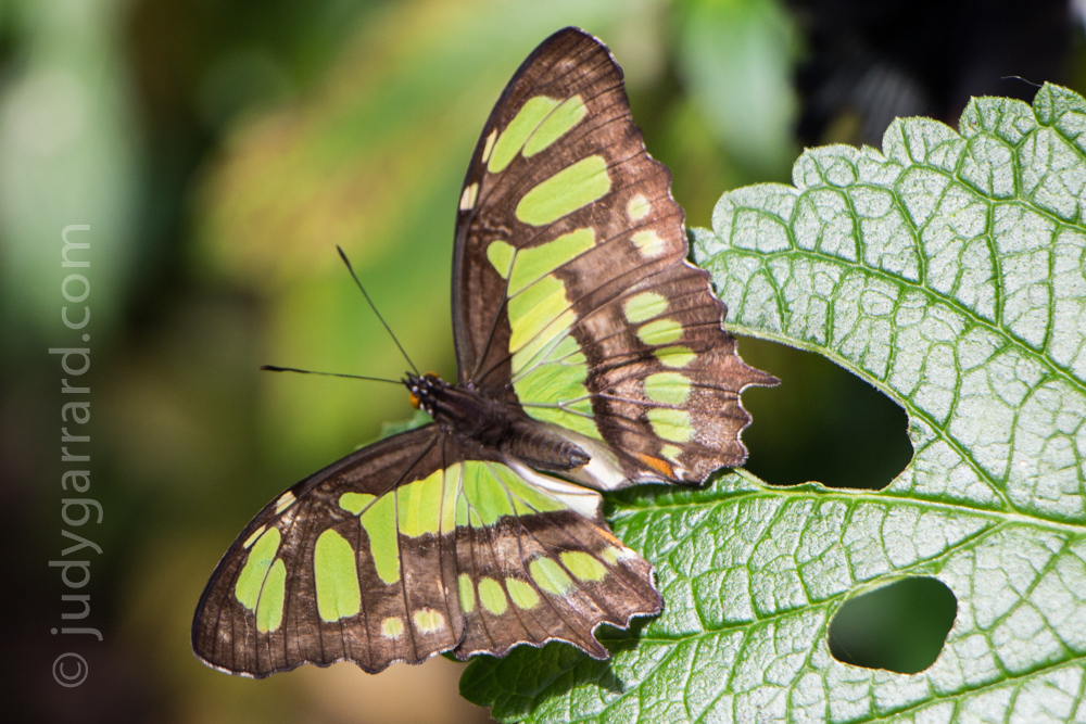 Brown and green butterfly at Butterfly Wonderland