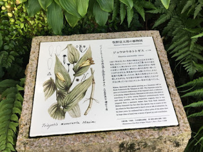 ジョウロウホトトギスの植物図