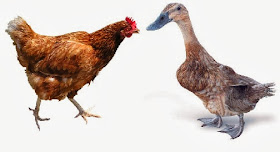 Ayam dan bebek memiliki tekanan kaki yang berbeda,  walaupun keduanya memiliki massa yang sama