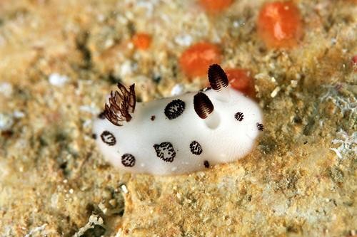 Sea bunnies: a cute species of sea slug with ears Sea