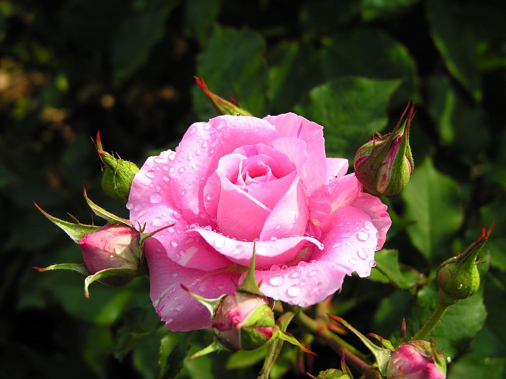 Get Images: Beautiful Roses For You