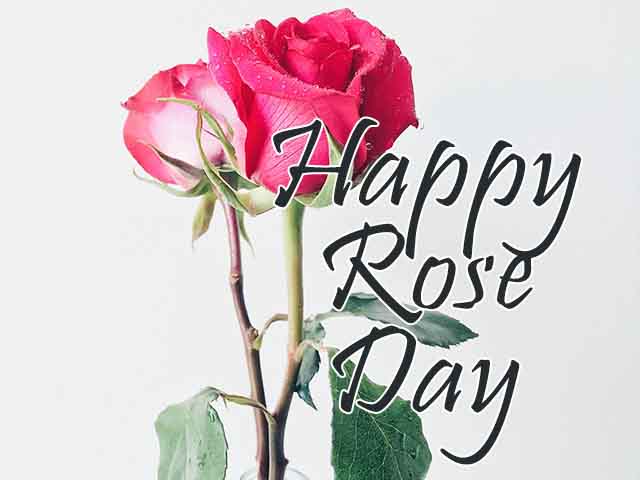 Happy Rose Day 2022 Images, Wallpapers, Pics & Photos