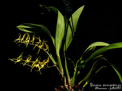 Brassia warszewiczii - Warszewicz's Brassia care and culture