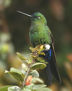 Eriocnemis luciani