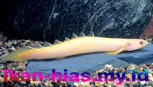 Ikan Naga