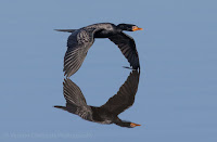 Canon EOS 7D Mark II Birds In Flight Photo Gallery