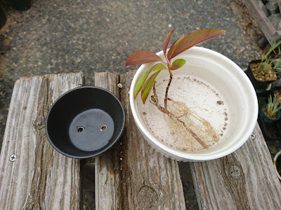 レンギョウのミニ盆栽の鉢