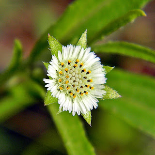 hojas y flores de la planta eclipta prostrata