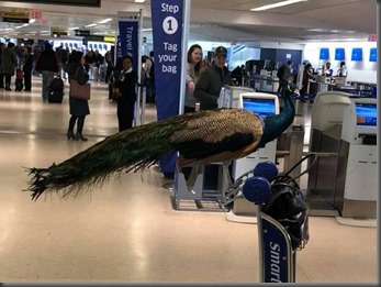 article-peacock-0131