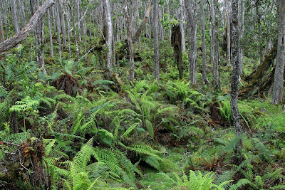 [View of the Kona Forest]