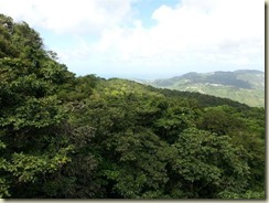20151228_lush rainforest (Small)