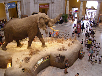 El elefante Henry en el museo Smithsonian